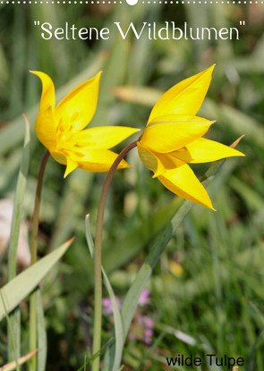 „Seltene Wildblumen“ (Wandkalender 2022 DIN A2 hoch) von Erlwein,  Winfried