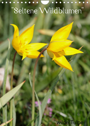 „Seltene Wildblumen“ (Wandkalender 2022 DIN A4 hoch) von Erlwein,  Winfried