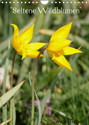 „Seltene Wildblumen“ (Wandkalender 2023 DIN A4 hoch) von Erlwein,  Winfried