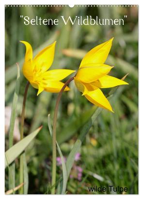 Seltene Wildblumen (Wandkalender 2024 DIN A2 hoch), CALVENDO Monatskalender von Erlwein,  Winfried