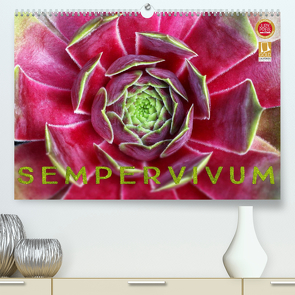 Sempervivum – Hauswurz (Premium, hochwertiger DIN A2 Wandkalender 2022, Kunstdruck in Hochglanz) von Cross,  Martina