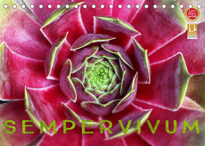 Sempervivum – Hauswurz (Tischkalender 2023 DIN A5 quer) von Cross,  Martina