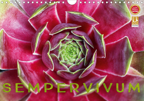 Sempervivum – Hauswurz (Wandkalender 2021 DIN A4 quer) von Cross,  Martina
