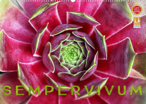 Sempervivum – Hauswurz (Wandkalender 2023 DIN A2 quer) von Cross,  Martina