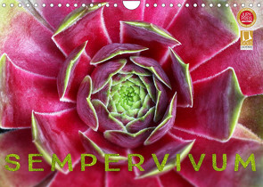 Sempervivum – Hauswurz (Wandkalender 2023 DIN A4 quer) von Cross,  Martina