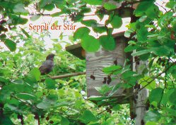 Seppli der Star von Fehr-Brunner,  Edith