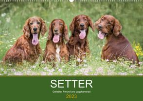 Setter – Geliebter Freund und Jagdkamerad (Wandkalender 2023 DIN A2 quer) von Mayer Tierfotografie,  Andrea