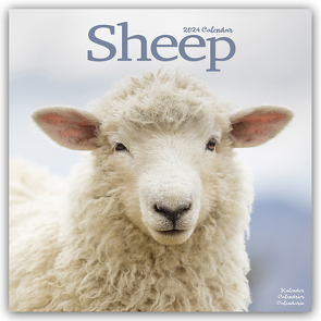 Sheep – Schafe 2024 – 16-Monatskalender