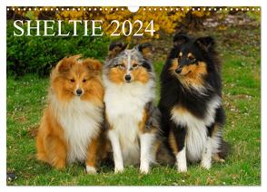 Sheltie 2024 (Wandkalender 2024 DIN A3 quer), CALVENDO Monatskalender von Starick,  Sigrid