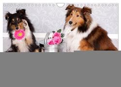 Shelties : Charmeure auf 4 Pfoten (Wandkalender 2024 DIN A4 quer), CALVENDO Monatskalender von Reiß-Seibert,  Marion