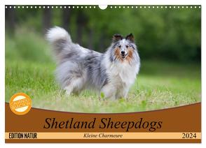 Shetland Sheepdogs – Kleine Charmeure (Wandkalender 2024 DIN A3 quer), CALVENDO Monatskalender von Münzel-Hashish - www.tierphotografie.com,  Angela