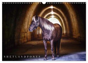 Shetlandpony Kalender (Wandkalender 2024 DIN A3 quer), CALVENDO Monatskalender von D. Fotografie,  Nina