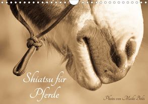 Shiatsu für Pferde – Photos von Meike Bölts (Wandkalender 2020 DIN A4 quer) von Bölts,  Meike