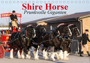 Shire Horse • Prunkvolle Giganten (Tischkalender 2021 DIN A5 quer) von Stanzer,  Elisabeth