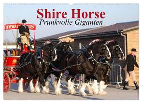 Shire Horse • Prunkvolle Giganten (Wandkalender 2024 DIN A2 quer), CALVENDO Monatskalender von Stanzer,  Elisabeth