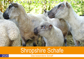 Shropshire Schafe (Tischkalender 2020 DIN A5 quer) von Brunhilde Kesting,  Margarete