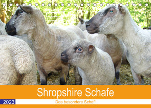 Shropshire Schafe (Tischkalender 2023 DIN A5 quer) von Brunhilde Kesting,  Margarete