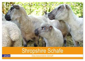 Shropshire Schafe (Tischkalender 2024 DIN A5 quer), CALVENDO Monatskalender von Brunhilde Kesting,  Margarete