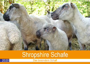 Shropshire Schafe (Wandkalender 2020 DIN A3 quer) von Brunhilde Kesting,  Margarete