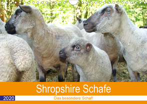 Shropshire Schafe (Wandkalender 2020 DIN A4 quer) von Brunhilde Kesting,  Margarete