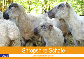 Shropshire Schafe (Wandkalender 2022 DIN A3 quer) von Brunhilde Kesting,  Margarete