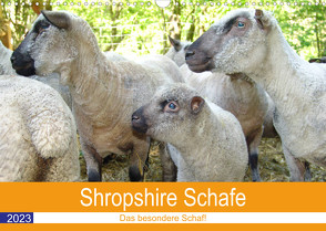 Shropshire Schafe (Wandkalender 2023 DIN A3 quer) von Brunhilde Kesting,  Margarete