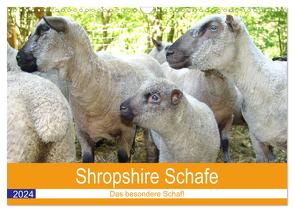 Shropshire Schafe (Wandkalender 2024 DIN A3 quer), CALVENDO Monatskalender von Brunhilde Kesting,  Margarete