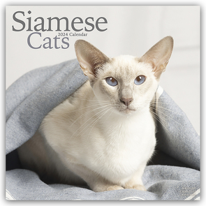 Siamese Cats – Siam-Katzen 2024 – 16-Monatskalender