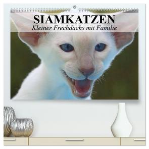 Siamkatzen – Kleiner Frechdachs mit Familie (hochwertiger Premium Wandkalender 2024 DIN A2 quer), Kunstdruck in Hochglanz von Stanzer,  Elisabeth