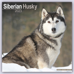 Siberian Husky – Sibirische Huskys 2023 – 16-Monatskalender