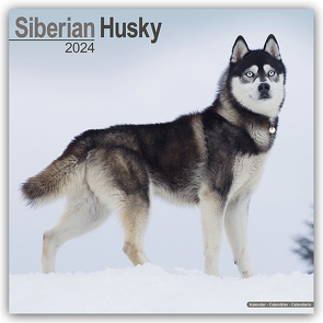 Siberian Husky – Sibirische Huskys 2024 – 16-Monatskalender