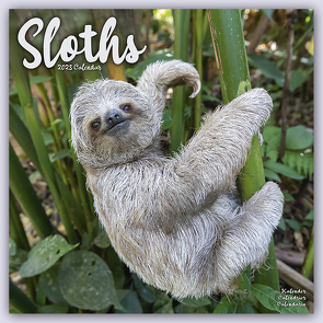 Sloths – Faultiere 2023 – 16-Monatskalender