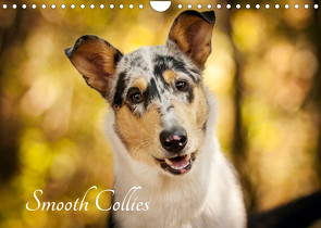 Smooth Collies (Wandkalender 2022 DIN A4 quer) von Längsfeld,  Laura