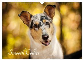 Smooth Collies (Wandkalender 2024 DIN A3 quer), CALVENDO Monatskalender von Längsfeld,  Laura