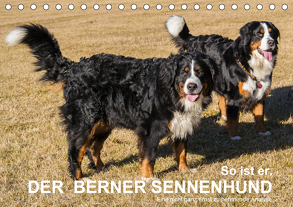 So ist er. Der Berner Sennenhund (Tischkalender 2020 DIN A5 quer) von Hunscheidt,  Hubert