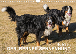 So ist er. Der Berner Sennenhund (Wandkalender 2020 DIN A4 quer) von Hunscheidt,  Hubert