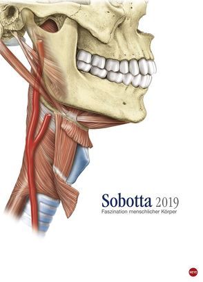 Sobotta Faszination menschlicher Körper Edition Kalender – Kalender 2019 von Heye