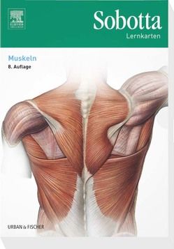 Sobotta Lernkarten Muskeln von Bräuer,  Lars