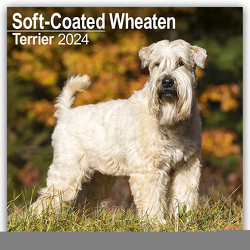 Soft-Coated Wheaten Terrier – Wheaten Terrier 2024 – 16-Monatskalender