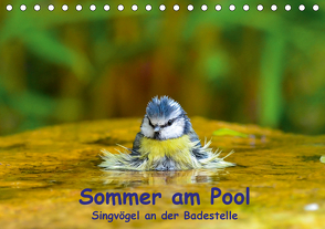 Sommer am Pool – Singvögel an der Badestelle (Tischkalender 2021 DIN A5 quer) von Plemper,  Ulrich