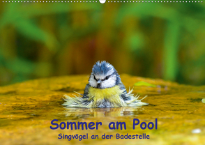 Sommer am Pool – Singvögel an der Badestelle (Wandkalender 2021 DIN A2 quer) von Plemper,  Ulrich