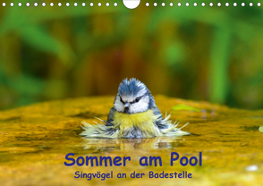 Sommer am Pool – Singvögel an der Badestelle (Wandkalender 2021 DIN A4 quer) von Plemper,  Ulrich