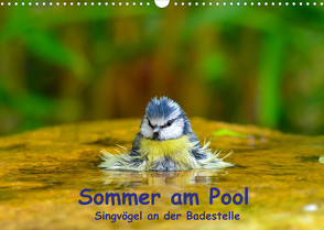 Sommer am Pool – Singvögel an der Badestelle (Wandkalender 2022 DIN A3 quer) von Plemper,  Ulrich