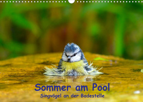 Sommer am Pool – Singvögel an der Badestelle (Wandkalender 2023 DIN A3 quer) von Plemper,  Ulrich