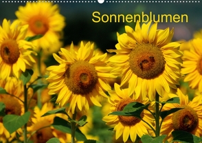 Sonnenblumen (Posterbuch DIN A2 quer) von S,  D