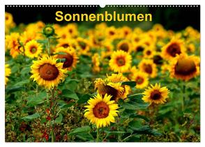 Sonnenblumen (Wandkalender 2024 DIN A2 quer), CALVENDO Monatskalender von Schulz,  Dorothea