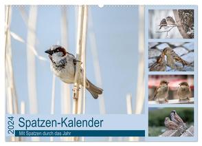 Spatzen-Kalender (Wandkalender 2024 DIN A2 quer), CALVENDO Monatskalender von Drews,  Marianne