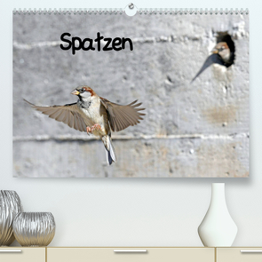 Spatzen (Premium, hochwertiger DIN A2 Wandkalender 2022, Kunstdruck in Hochglanz) von Trapp,  Benny