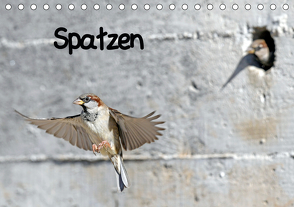 Spatzen (Tischkalender 2021 DIN A5 quer) von Trapp,  Benny