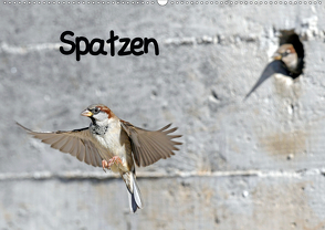Spatzen (Wandkalender 2021 DIN A2 quer) von Trapp,  Benny